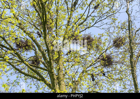 Gruppo di corvi con nidi in treetop Foto Stock