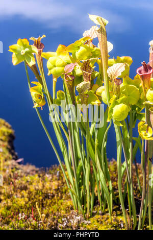 Giallo pianta brocca, Sarracenia flava Foto Stock