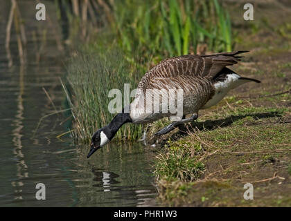 Canada Goose, Branta canadensis, rivolto verso destra ed entrare in acqua con la gamba sinistra sollevata.. Foto Stock