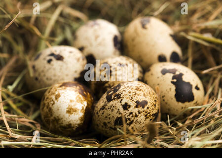 Uova di quaglia. Cibo delizioso Foto Stock