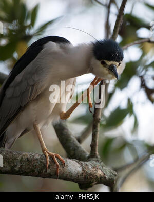 Black-Crowned Night-Heron bird close up nel suo ambiente. Foto Stock