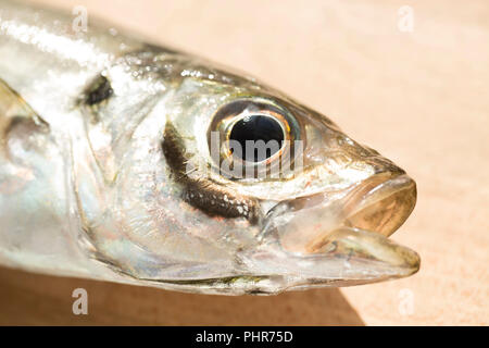 Un singolo Scad, Trachurus trachurus, noto anche come un sugarello che è stato catturato da Chesil Beach sulla biella e la linea utilizzando piccole sgombro giù Foto Stock