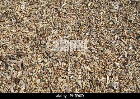 Trucioli di legno da legno di faggio Foto Stock