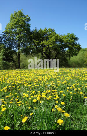 Tarassaco e prati fioriti in Jenischpark Hamburg Foto Stock