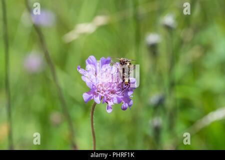 Mosche di accoppiamento su un fiore, Germania Foto Stock