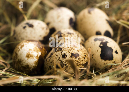 Uova di quaglia. Cibo delizioso Foto Stock