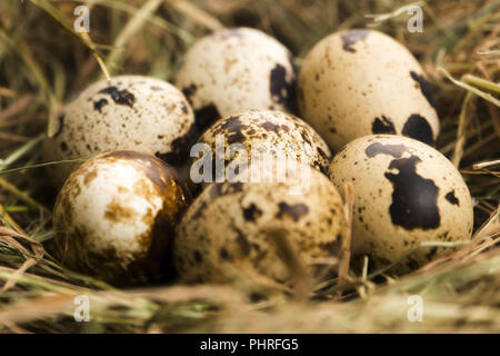 Uova di quaglia. Cibo delizioso Foto Stock