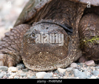 Tartaruga Snapping close up nel suo ambiente. Foto Stock