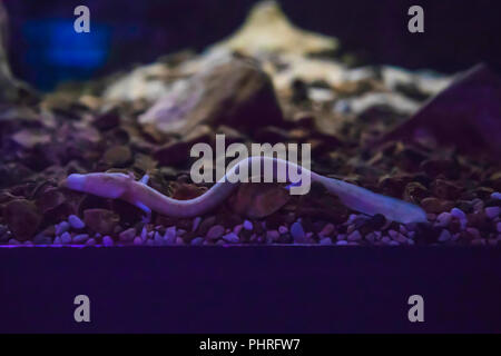 La olm o proteus o Proteus anguinus è una salamandra acquatica nella famiglia Proteidae, il solo esclusivamente caverna-abitazione chordate delle specie che si trovano in Foto Stock