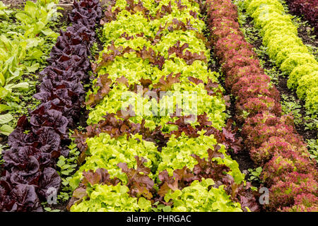 Righe di varie lattughe Piante che crescono in un orto. Foto Stock