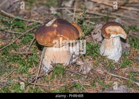 Il CEPS nella foresta bavarese, Germania Foto Stock