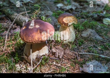 Il CEPS nella foresta bavarese, Germania Foto Stock