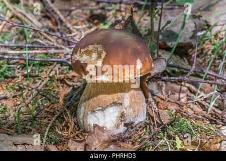 Il CEPS nella foresta bavarese, Germania Foto Stock