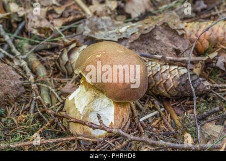 Il CEPS nella foresta bavarese, Germania Foto Stock