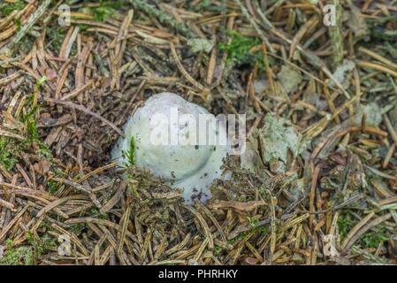 Il CEPS nella foresta bavarese, Germania Foto Stock