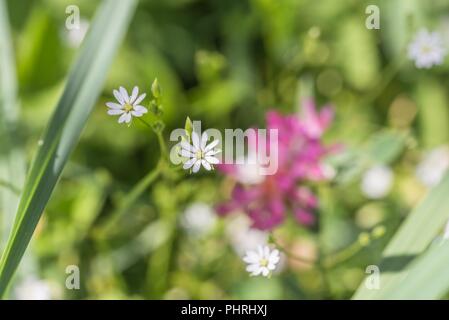 Chickweed su un prato di fiori, Germania Foto Stock