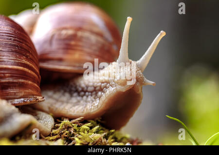 Helix pomatia anche lumaca romano, Borgogna, lumaca lumaca commestibili o escargot, è una specie di grande, commestibili, aria-terra che respira lumaca, un pulmo terrestre Foto Stock