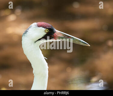 Gru convulsa bird close up godendo le sue circostanti. Foto Stock