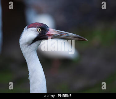 Gru convulsa bird close up godendo le sue circostanti. Foto Stock