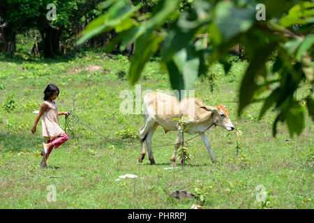 Cambogia Siem Reap lago toni terreni agricoli di SAP Foto Stock