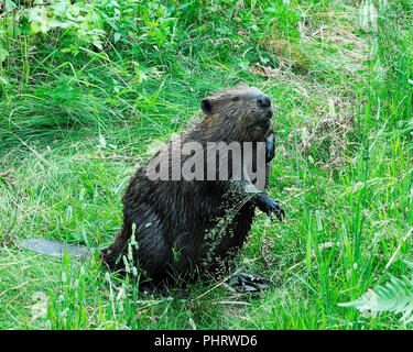Beaver adulto godendo le sue circostanti. Foto Stock