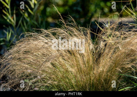 Stipa tenuissima, messicano feather erba, Poaceae. Ai primi di settembre.Formazione dei mucchi di erba perenne. Foto Stock