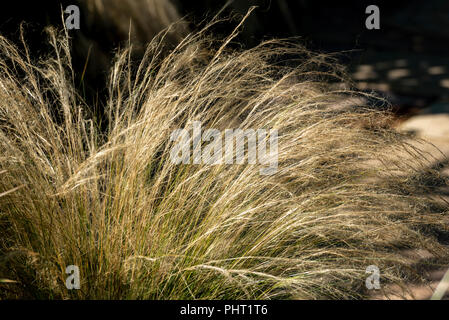 Stipa tenuissima, messicano feather erba, Poaceae. Ai primi di settembre.Formazione dei mucchi di erba perenne. Foto Stock