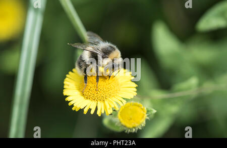 Bumble Bee (Bombus sp) su fleabane Foto Stock