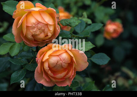 Delicato a forma di calice di arancia pesca fiori colorati in inglese di questo arbusto profumato rose " Signora di Shalott " per commemorare i 200 anni di Lord Tennyson. Foto Stock