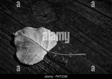 Una singola foglia caduta in appoggio sul sgranate e piano in legno di un tavolo da picnic all'aperto in un parco in tarda estate, mostrando la consistenza e le vene in monocromatico. Foto Stock