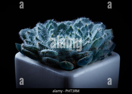 Close up di succulente echeveria pianta di casa in nero Foto Stock