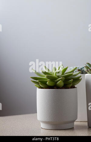 Piccola pianta in vaso piante succulente sulla tabella grigia Foto Stock