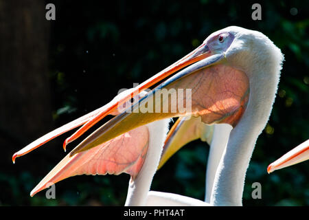 Grande Whtie Pellicano Foto Stock