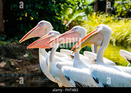 Grande Whtie Pellicano Foto Stock