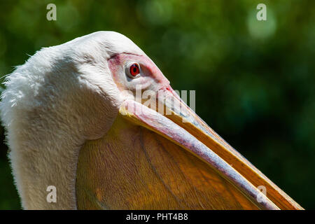 Grande Whtie Pellicano Foto Stock