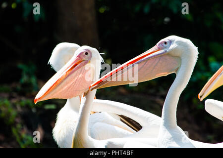 Grande Whtie Pellicano Foto Stock