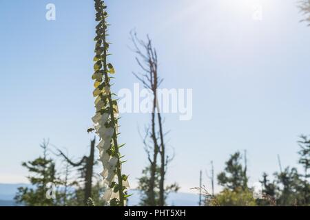 Fioritura ditale bianco sulla montagna di Rachel nella foresta bavarese, Germania Foto Stock