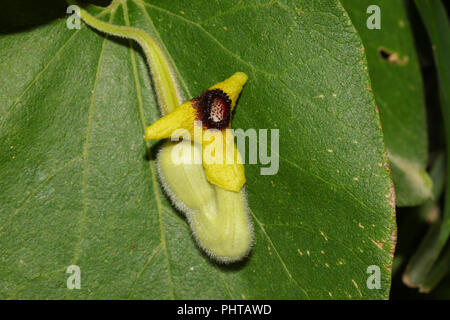 Close-up di un olandese della tubazione del fiore. Foto Stock