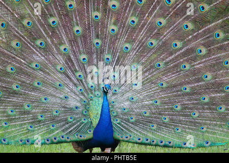 Display di accoppiamento di un pavone. Foto Stock