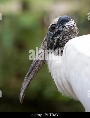 Cicogna in legno bird close up e godersi la giornata. Foto Stock