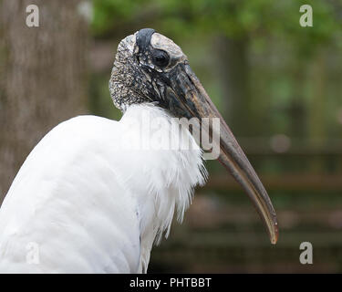 Cicogna in legno bird close up e godersi la giornata. Foto Stock