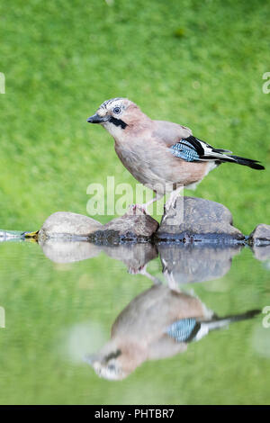 Jay rovistando nei pressi di un giardino piscina nel Galles centrale nella tarda estate/autunno Foto Stock