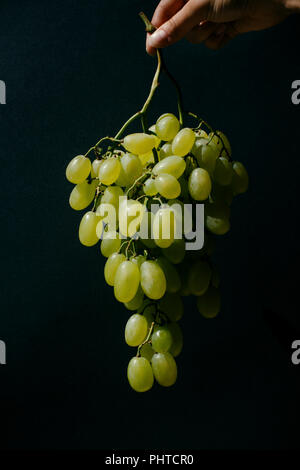 Una mano che tiene le uve su sfondo scuro Foto Stock