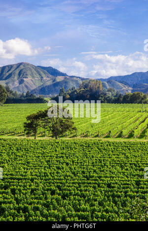 Acri (ettari) di vigneti nella regione di Marlborough sulla South Island, in Nuova Zelanda. Foto Stock