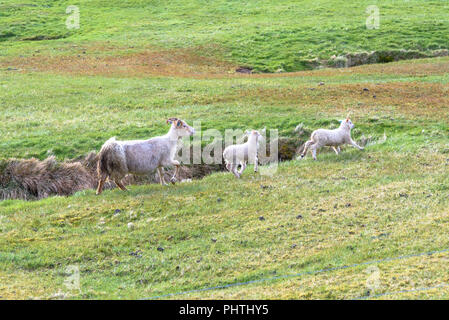 Una pecora e due agnelli in esecuzione in un campo in Islanda Foto Stock