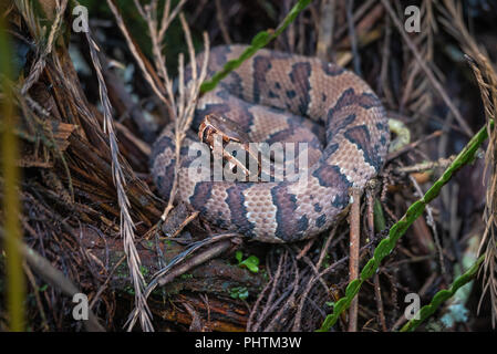 Giovani acqua mocassino o Cottonmouth Snake Foto Stock