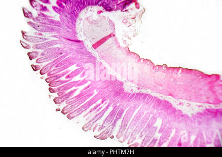 Fotografia di microscopia. Il piccolo intestino sezione trasversale. Foto Stock