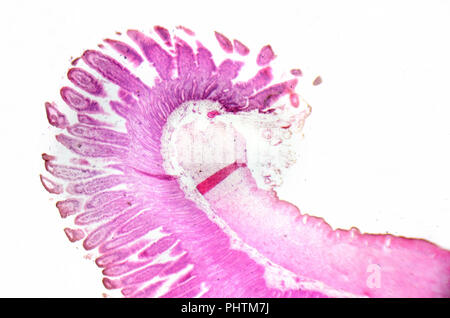 Fotografia di microscopia. Il piccolo intestino sezione trasversale. Foto Stock