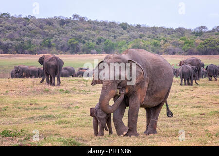 Il governo dello Sri Lanka elephant con polpaccio (Elephas maximus maximus) in Minneriya National Park, Sri Lanka Foto Stock