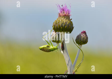 Grande macchia verde cricket Foto Stock